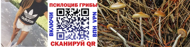 магазин продажи   Артём  Галлюциногенные грибы Magic Shrooms 